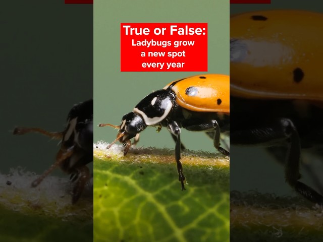 🐞 Ladybug Quiz 🐞 | #DeepLook #Shorts