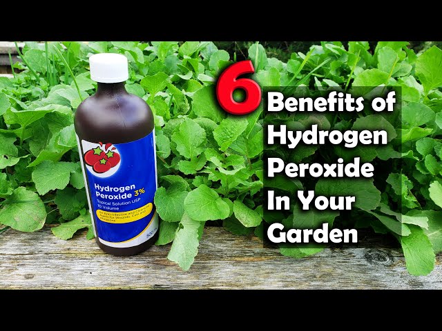 6 Benefits Of Hydrogen Peroxide On Plants And In Your Garden
