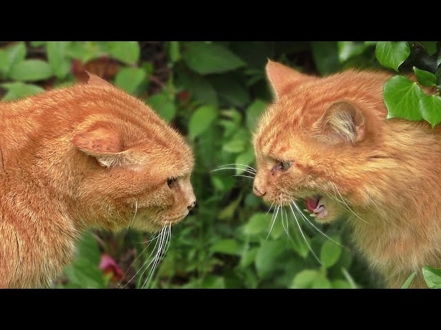 Ginger Cat Face Off : Nemo Meets His new Neighbour