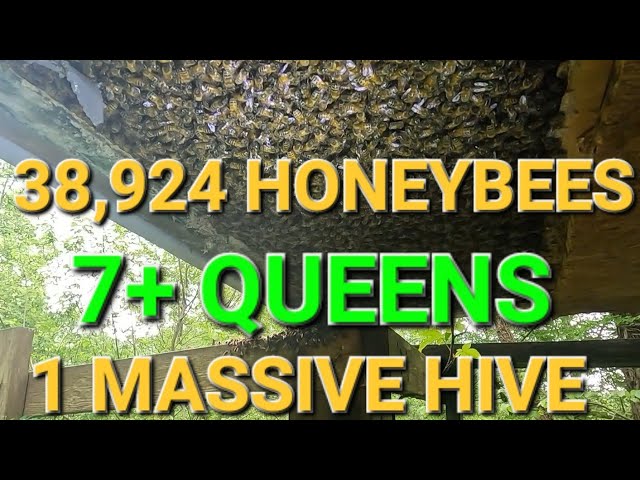 MASSIVE  Beehive Found With 7 Queens and 10 Lbs of Bees !!!!
