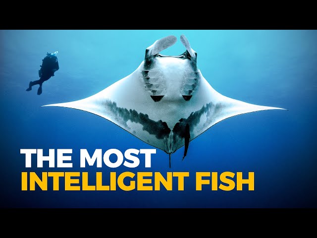 The Insane Biology of: The Giant Manta Ray