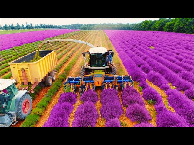 How EXPENSIVE PERFUMES are Made from Lavender ? | Harvesting Lavender & Oil Distillation