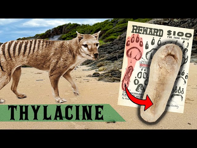 Footprints Discovered on Tasmanian Tiger Expedition (Thylacine)