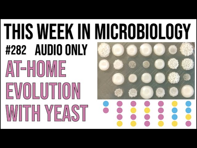 TWiM 282: At-home evolution with yeast