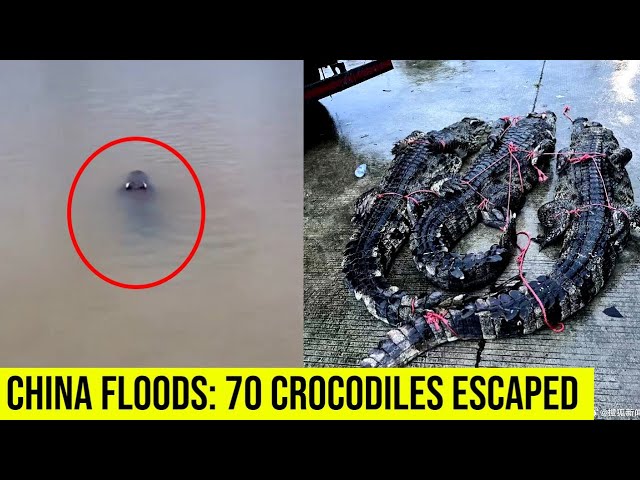 China Floods: 7 Casualties and 70 crocodiles are reported to be on the loose.