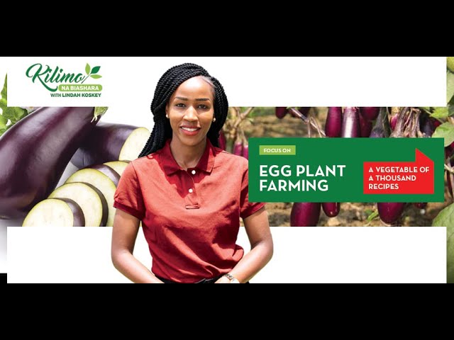 Focus on Eggplant Farming | Kilimo Na Biashara