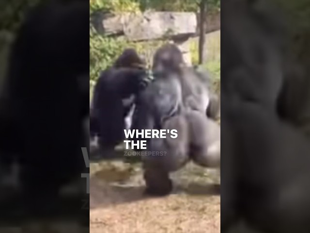 Karen vs the Zoo (Part 1 of 2)