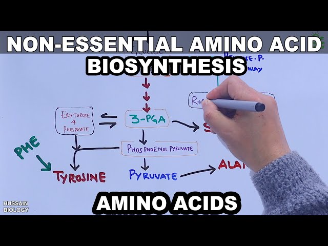 Synthesis of Non Essential Amino Acids | Basic Overview