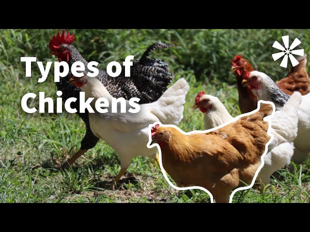 5 Types of Chickens You Should Know About 🐓