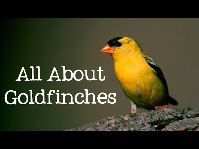 All About Goldfinches: Backyard Bird Series - FreeSchool