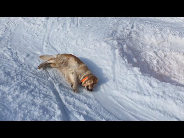 Dog Sliding Down A Snowy Hill