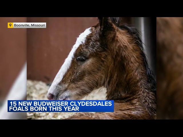 15 new Budweiser Clydesdale foals born at Missouri farm this year