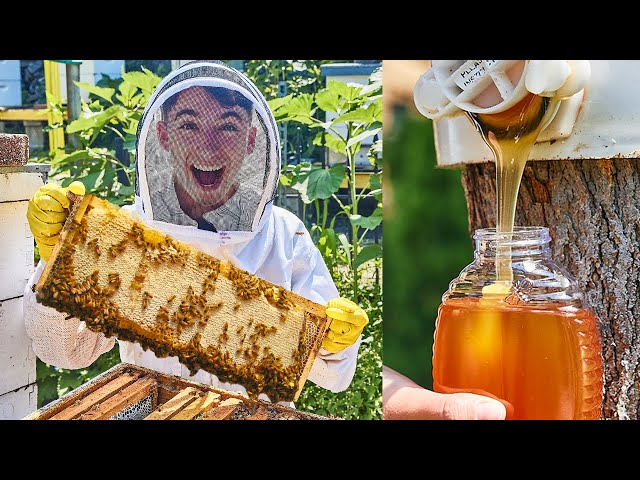 How Honey Is Made By Billions Of Bees | Eitan Bernath