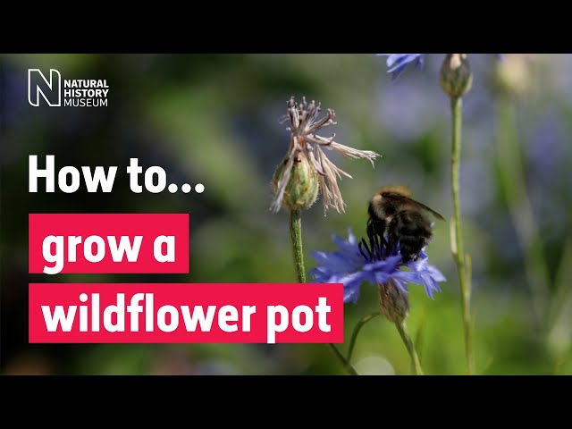 How to grow a wildflower pot for pollinators | Natural History Museum