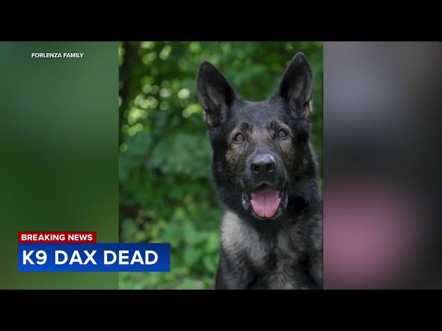 Lake County Sheriff's Office K9 Dax dies days after retirement