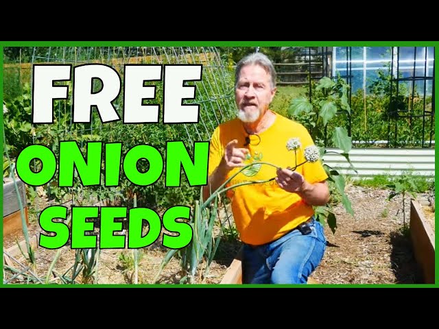 Never Buy Seeds Again - How to Collect Onion Seeds (& Chives)