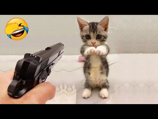 Funniest Animals 2024: 😺 Funny Cat and Dog Videos 🐈 Life Funny Pets 😸 Part 12