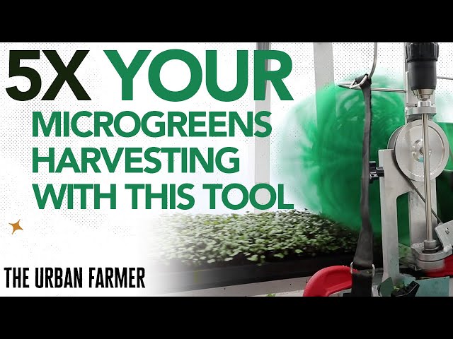THIS Is How We Achieved 5X Increase In Microgreens Harvesting Speed!