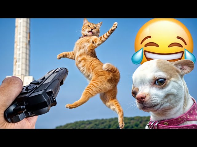 Funny ANIMALS videos😊 Funniest Cats and Dogs 2024 😹🐶#4