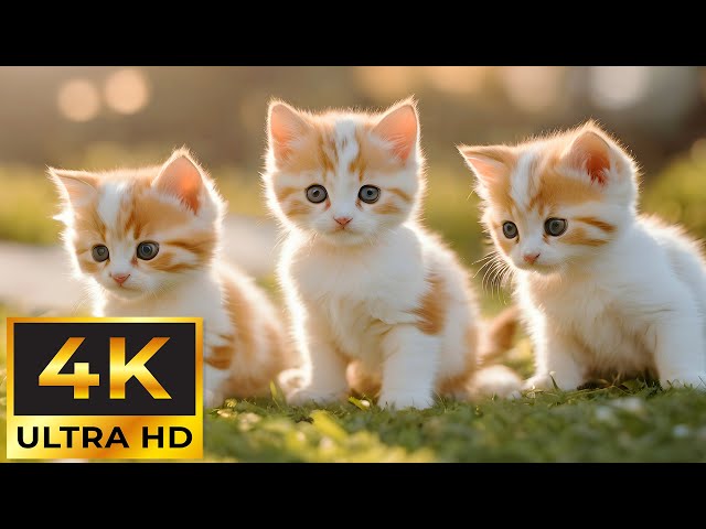 Baby Animals 4K ~ Relaxing Music With Beautiful Baby Animals: Heals the Mind, Body and Soul