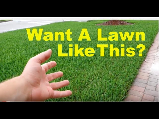 How To Fix An Ugly Lawn | Lawn Care Tips For Beginners