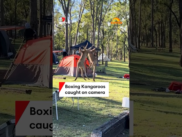 Campsite kangaroo brawl caught on camera