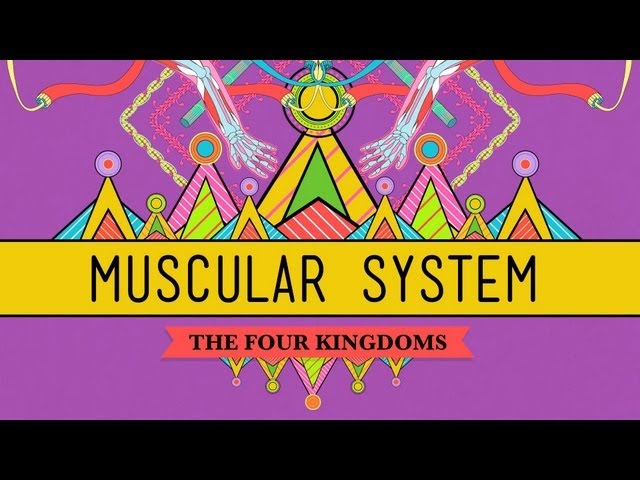 Big Guns: The Muscular System - CrashCourse Biology #31
