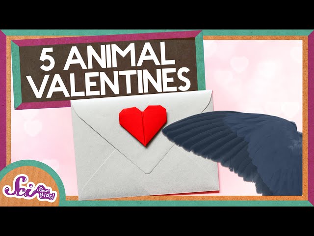 5 Animal Valentines! | Valentine's Day | A SciShow Kids Compilation