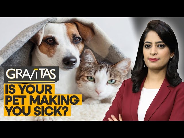 Gravitas: Pets passing on drug-resistant bacteria to owners?