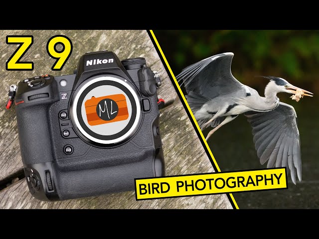 Nikon Z9 for Bird Photography Review (Settings, Bird Eye AF, Birds in Flight)
