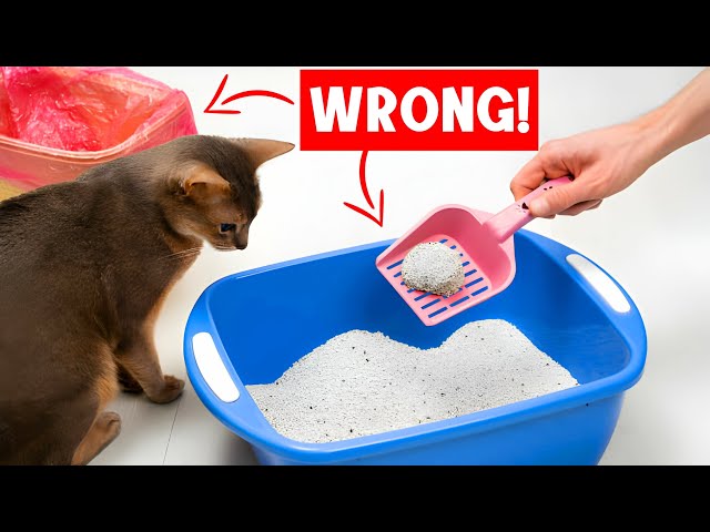 Never make THESE MISTAKES with YOUR CAT'S LITTER BOX! 😿🔥