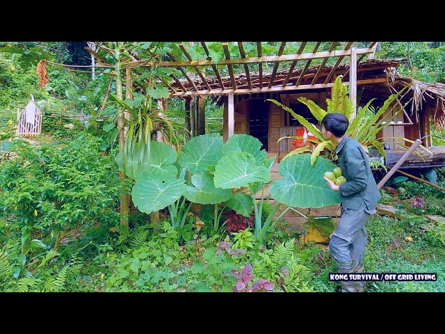 Back to the house in the forest - Weeding peanuts, harvesting sweet potatoes for cooking | Ep.131