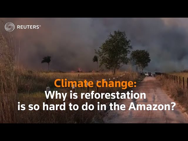 Climate change: Why reforestation is so hard to do in the Amazon