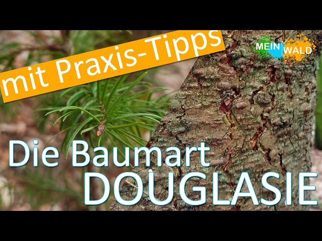 Die Baumart Douglasie 🌲🇺🇸 Nadelbaum mit Zukunft
