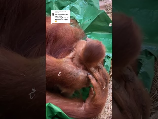 Baby Orangutan Toronto Zoo's Favourite