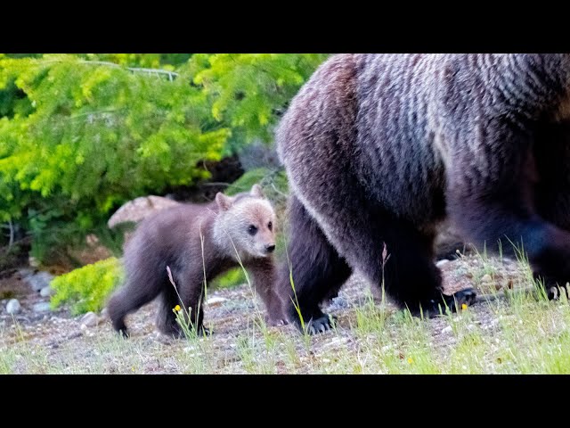 First Sighting of Mature Grizzly Mum with New Offspring