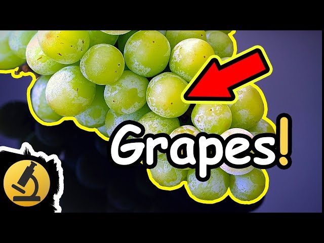 Juicy Grapes Under the Microscope