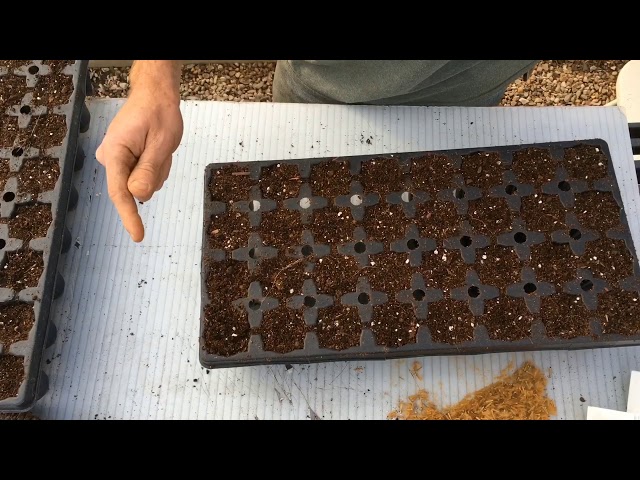 American Sycamore Seeding