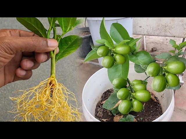 This Trick is Best for Lemon Growing