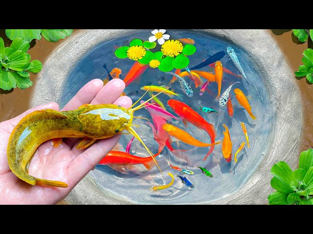 Most Amazing Catch Colorful Ornamental Fish, Catfish in Tiny Ponds, Betta Fish & Many Tiny Koi Fish
