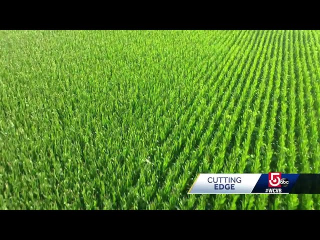 Local lab using genetics to change how crops are grown