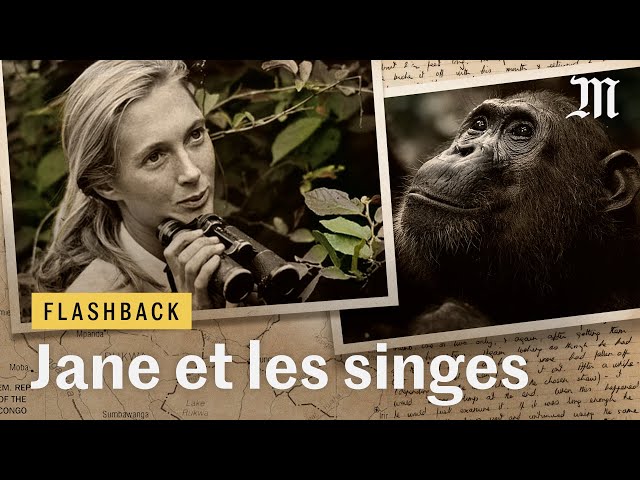Ce que les singes ont appris à Jane Goodall (et à nous) - #Flashback 6