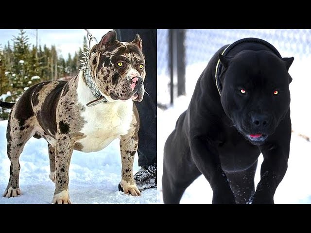 4 Gefährlichste Hunderassen, bist Du nicht der Besitzer dann halte Dich fern!