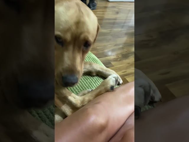 Labrador Love Overload! Playful Dog Showers Owner with Affection