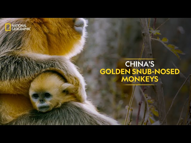 China's Golden Snub-Nosed Monkeys | The Hidden Kingdoms of China | Full Episode | S1-E5