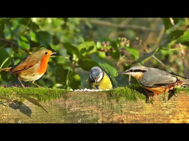 Videos of Birds for Cats, Dogs & Humans to Watch - Little Birds Everywhere