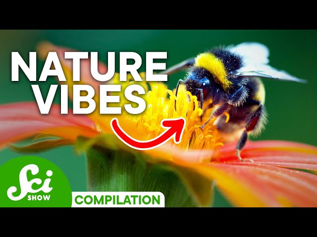 How Vibrations Appear in The Natural World | Vibration Compilation