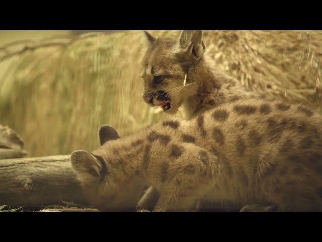 60 Seconds of Cute - Rescued Mountain Lion Cubs | San Diego Zoo Safari Park