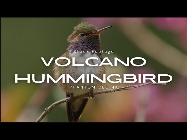 Volcano Hummingbird Stock Footage