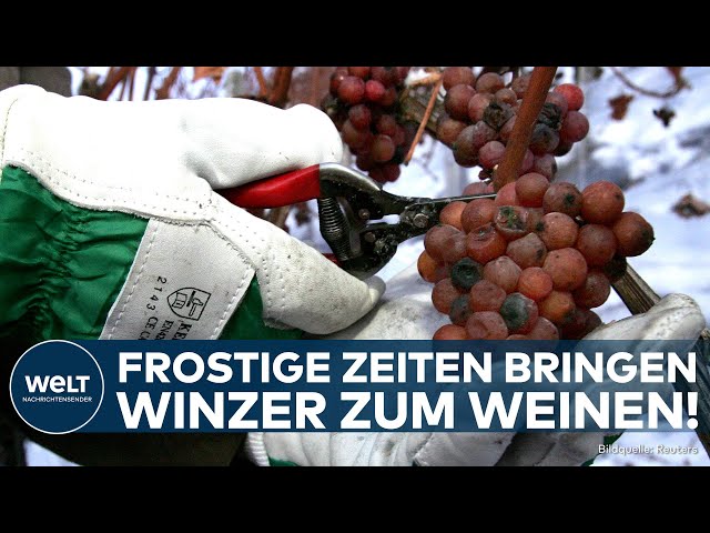 WINTER IM APRIL: Ernteausfall! Nächtlicher Frost könnte für deutschen Weinnotstand sorgen!